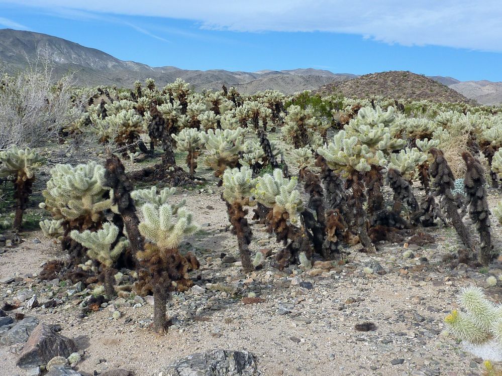 joshua tree national park (19).JPG
